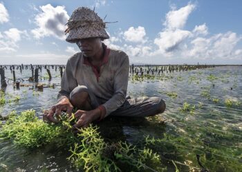 Rp 22 Miliar Untuk Mesin Pabrik Rumput laut di Muara Badak, Pemkab Kukar Harapkan Dapat Tingkatkan Kesejahteraan Masyarakat
