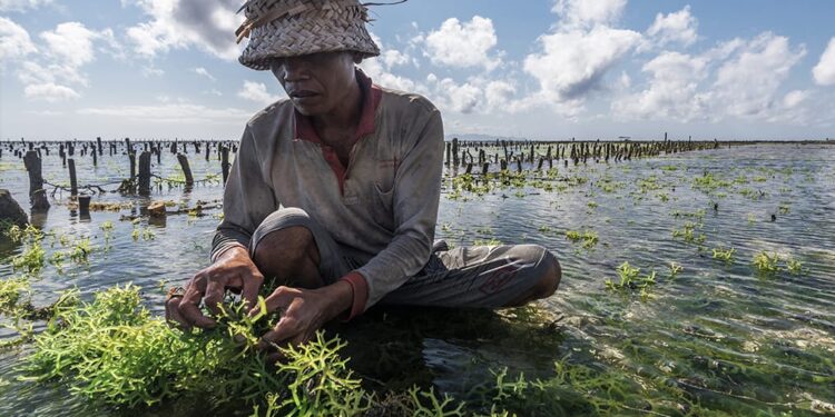 Rp 22 Miliar Untuk Mesin Pabrik Rumput laut di Muara Badak, Pemkab Kukar Harapkan Dapat Tingkatkan Kesejahteraan Masyarakat