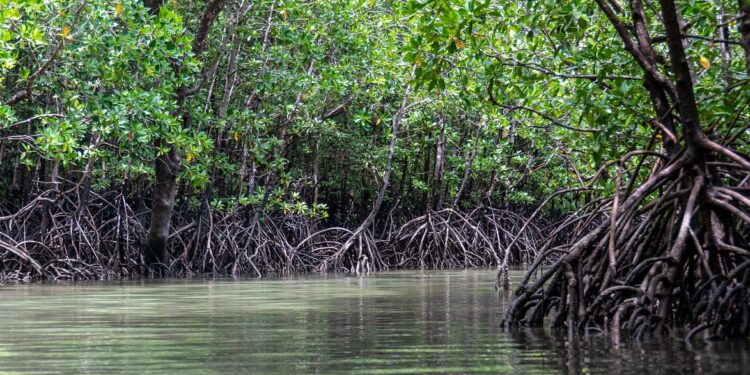 Desa Saliki Ingin Ubah Kawasan Mangrove Jadi Objek Wisata Menarik di Kutai Kartanegara