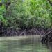 Desa Saliki Ingin Ubah Kawasan Mangrove Jadi Objek Wisata Menarik di Kutai Kartanegara