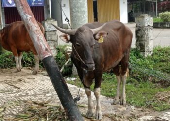 Ratusan Bibit Sapi dan Kambing untuk Peternak di Kukar