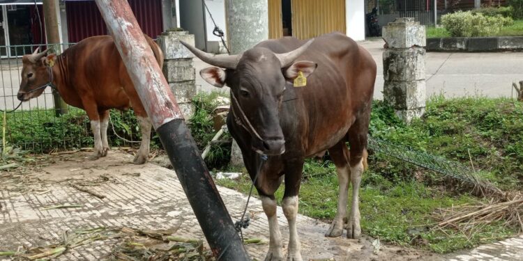 Ratusan Bibit Sapi dan Kambing untuk Peternak di Kukar