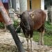 Ratusan Bibit Sapi dan Kambing untuk Peternak di Kukar