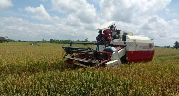 Upaya Wujudkan Lumbung Pangan untuk Kutai Kartanegara Muara Kaman Kembangkan Kawasan Pertanian