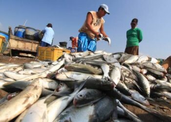 Ikan dan Rumput Laut Jadi Hasil Laut Terbesar Samboja