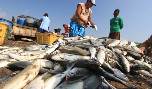 Ikan dan Rumput Laut Jadi Hasil Laut Terbesar Samboja