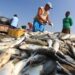 Ikan dan Rumput Laut Jadi Hasil Laut Terbesar Samboja