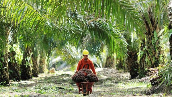 STBD Disbun Kukar Untuk Kontrol Mutu Tandan Buah Sawit
