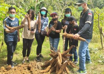 Desa Jembayan Tengah Kukar Hasilkan Singkong Yang Menarik Minat Wisatawan