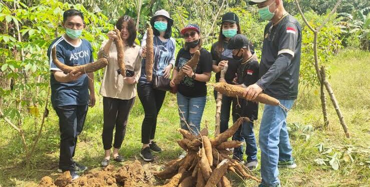 Desa Jembayan Tengah Kukar Hasilkan Singkong Yang Menarik Minat Wisatawan