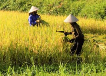 Dampak El-Nino, Krisis Pangan Jadi Perhatian Ketua DPRD Kaltim