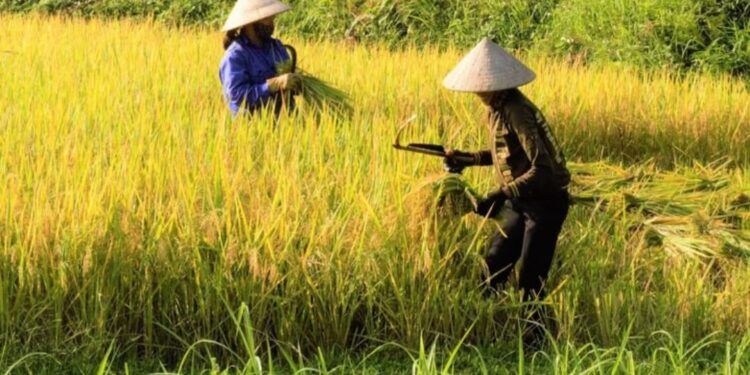 Dampak El-Nino, Krisis Pangan Jadi Perhatian Ketua DPRD Kaltim