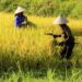 Dampak El-Nino, Krisis Pangan Jadi Perhatian Ketua DPRD Kaltim