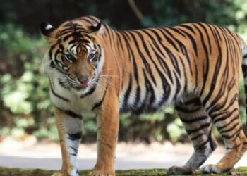 Kasus Tewasnya Seseorang Akibat Hewan Buas, Harimau Ternyata Tidak Memiliki Izin
