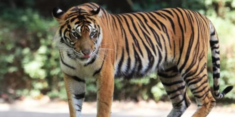 Kasus Tewasnya Seseorang Akibat Hewan Buas, Harimau Ternyata Tidak Memiliki Izin