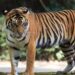 Kasus Tewasnya Seseorang Akibat Hewan Buas, Harimau Ternyata Tidak Memiliki Izin