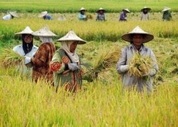 Strategi Muara Kaman Menuju Sentra Agrikultur Kalimantan Timur