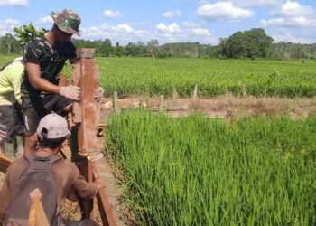 Inisiatif Kukar Rp 700 Miliar untuk Revolusi Hijau di Sektor Agrikultur
