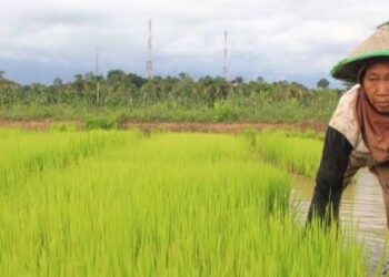 Strategi Pemkab Kukar: APBD 2025 Difokuskan untuk Meningkatkan Ketahanan Pangan