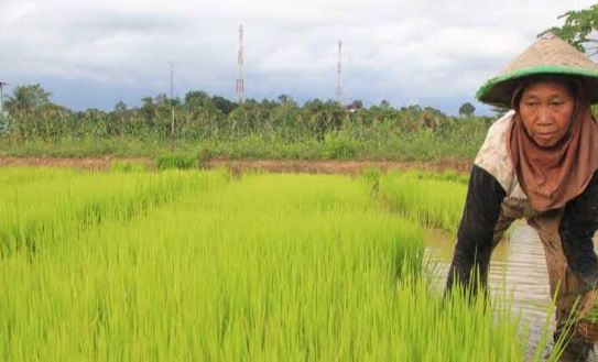 Strategi Pemkab Kukar: APBD 2025 Difokuskan untuk Meningkatkan Ketahanan Pangan