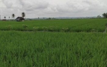 Investasi Rp700 Miliar untuk Revolusi Pertanian Kukar