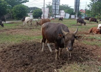Distanak Kukar Giat Dampingi Peternak untuk Kembangkan Usaha Penggemukan Sapi