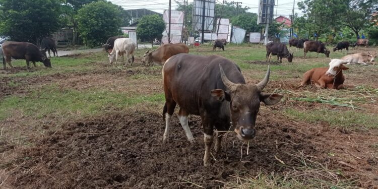 Distanak Kukar Giat Dampingi Peternak untuk Kembangkan Usaha Penggemukan Sapi