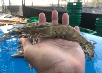Kukar Siapkan Terobosan! Pusat Pembiakan Benur Udang Tiger di Desa Tanjung Limau