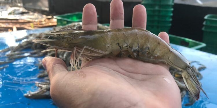 Kukar Siapkan Terobosan! Pusat Pembiakan Benur Udang Tiger di Desa Tanjung Limau