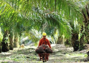 Pemkab Kukar Dorong Pengembangan Kemitraan Sektor Perkebunan untuk Petani Lokal