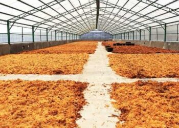 Kukar Siap Sambut Revolusi Rumput Laut, Pabrik di Muara Badak Beroperasi Awal 2025