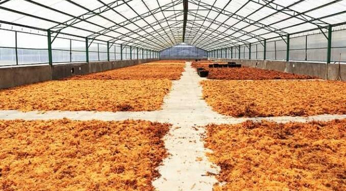 Kukar Siap Sambut Revolusi Rumput Laut, Pabrik di Muara Badak Beroperasi Awal 2025