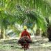 Kades Muai Perjuangkan Nasib Petani Kelapa Sawit yang Terimpit Sengketa