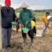 Revitalisasi Lahan Bekas Tambang di Desa Embalut Jadi Ladant Pertanian Jagung