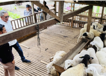 Cipta Visi Farm: Kaum Muda Kutim Bisa Sukses dari Peternakan 