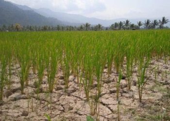 Sebulu, Penyangga Ketahanan Pangan Kukar dan IKN dengan Padi dan Karet Unggulan