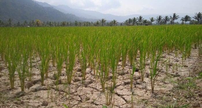 Sebulu, Penyangga Ketahanan Pangan Kukar dan IKN dengan Padi dan Karet Unggulan