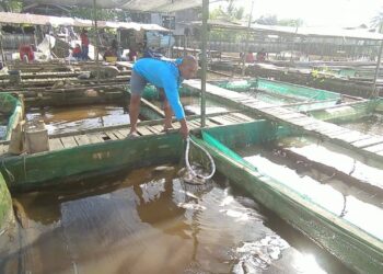 Loa Kulu Mantap Jadi Penyuplai Ikan ke IKN