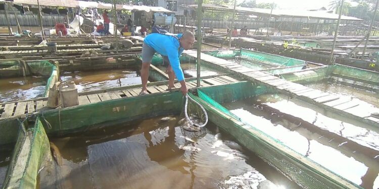 Loa Kulu Mantap Jadi Penyuplai Ikan ke IKN