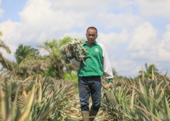 Samboja Barat, Pusat Buah Naga dan Nanas yang Meningkatkan Kesejahteraan Petani