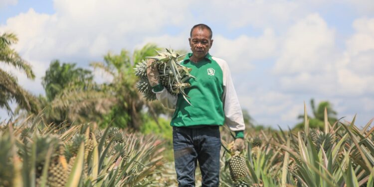 Samboja Barat, Pusat Buah Naga dan Nanas yang Meningkatkan Kesejahteraan Petani