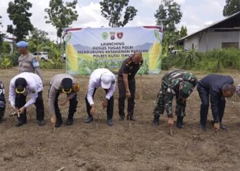 Sinergi Polres Kutim dan Pemkab Dorong Ketahanan Pangan melalui Penanaman Singkong