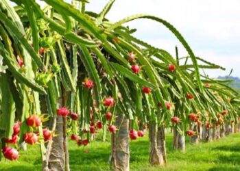 Buah Naga Jadi Primadona Baru Tani Harapan