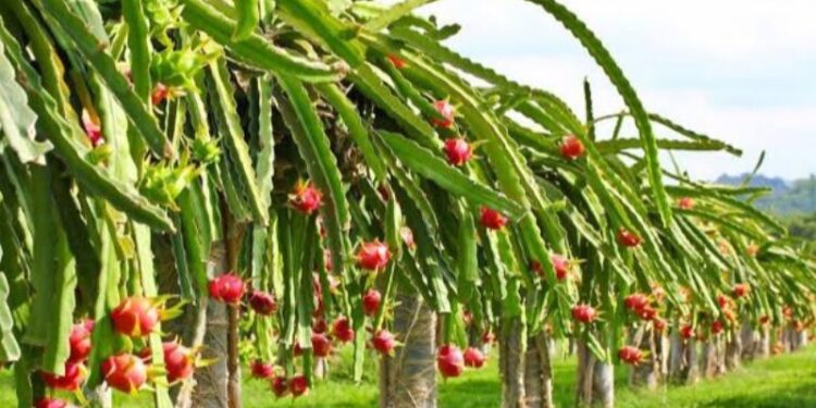 Buah Naga Jadi Primadona Baru Tani Harapan