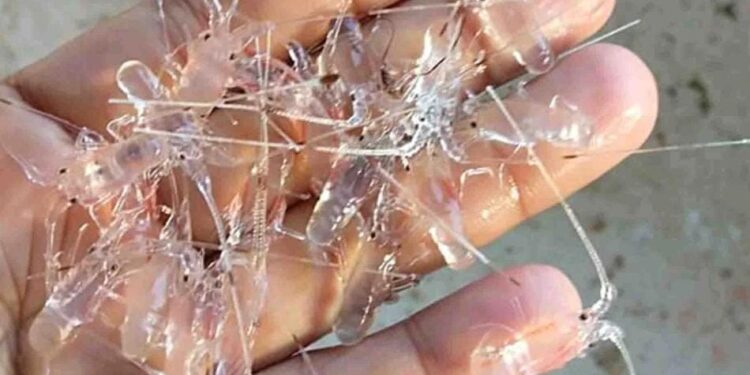 DKP Kukar Luncurkan Proyek Hatchery Skala Besar untuk Dukung Perikanan Kaltim