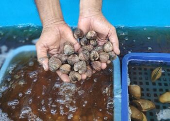 DKP Kukar Dorong Kawasan Budidaya Kerang Jadi Destinasi Edukatif