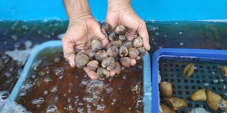 DKP Kukar Dorong Kawasan Budidaya Kerang Jadi Destinasi Edukatif