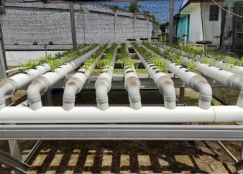 Hidroponik Samboja Barat Penuhi 80 Persen Pasar Sayur Balikpapan