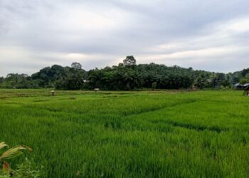 Embung Baru Siap Buka Potensi 157 Hektare Lahan Pertanian Suka Maju