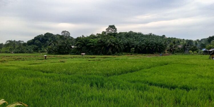 Embung Baru Siap Buka Potensi 157 Hektare Lahan Pertanian Suka Maju